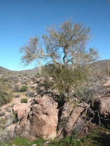 Tree growing out of a rock